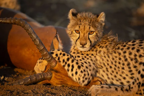 A Young Victor - A Cheetah Cub and an Impala thumbnail