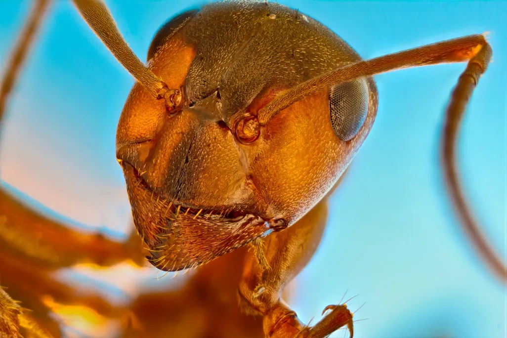 Red forest ant (Formica rufa)
