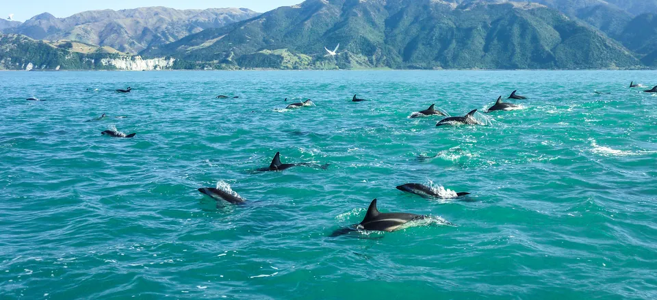  Dolphins at play in bay near Kaikoura 