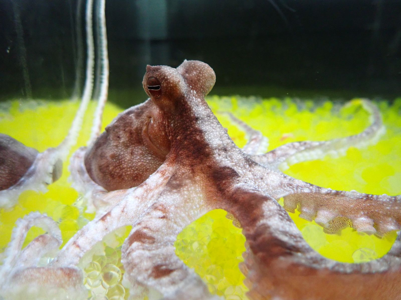 Octopuses Fall for the Rubber Hand Illusion, Just Like Humans, Pointing ...