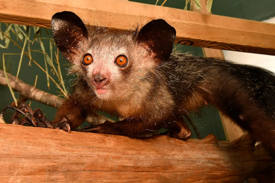 Aye-aye