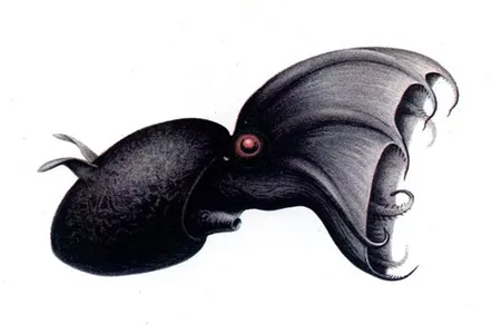 A 1911 illustration of a vampire squid