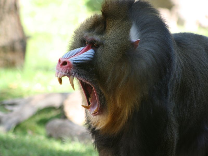 Angry baboon | Smithsonian Photo Contest | Smithsonian Magazine