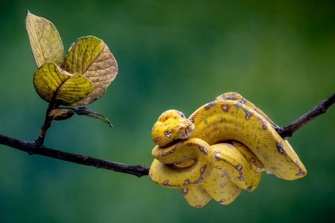 The juvenile green tree python