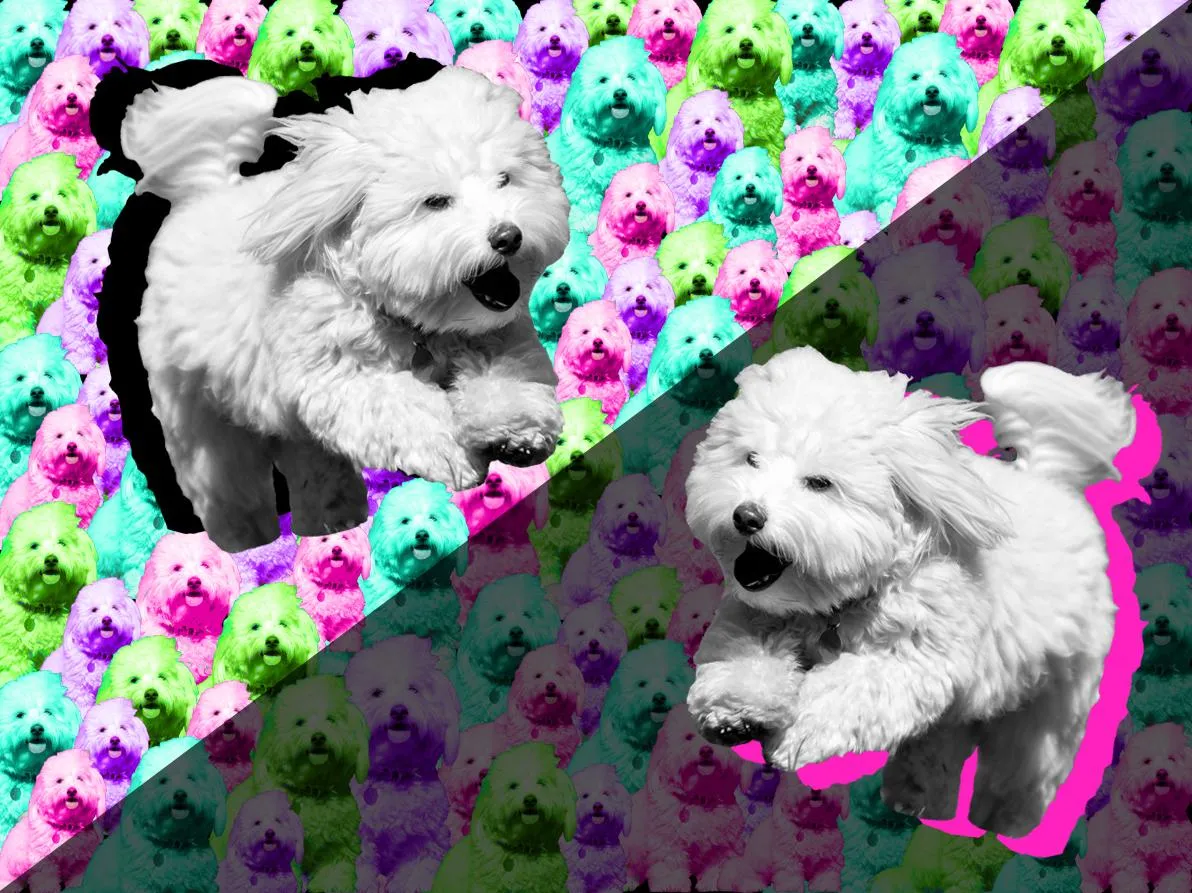Using Gifs To Introduce You To Dog Days 
