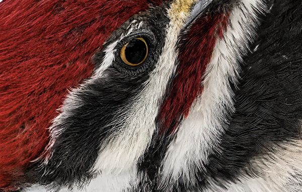 Natures artirst pattern thumbnail