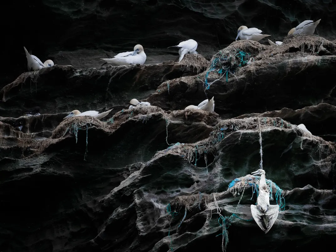 white seabirds with yellow on their heads sit on a rocky cliffside amid fishing lines and trash, one bird is hanging, dead, with a line wrapped around its neck