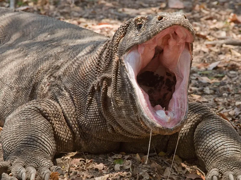 Komodo Dragon Intimidating Us | Smithsonian Photo Contest | Smithsonian