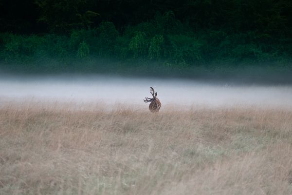 Halfway Back thumbnail