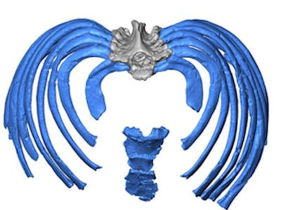 This image from the virtual reconstruction shows how the ribs attach to the spine in an inward direction, forcing an even more upright posture than in modern humans.

