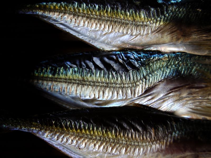 The scales of three sardines Smithsonian Photo Contest Smithsonian