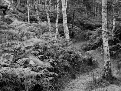 social footpath weaves through ferns and trees on Denecourt Trail No. 6