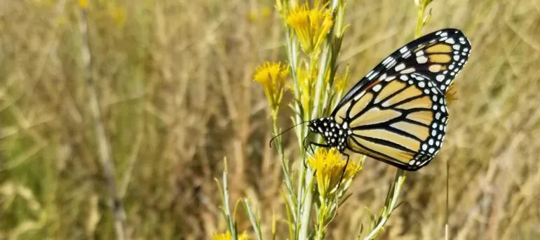 Monarch nectaring