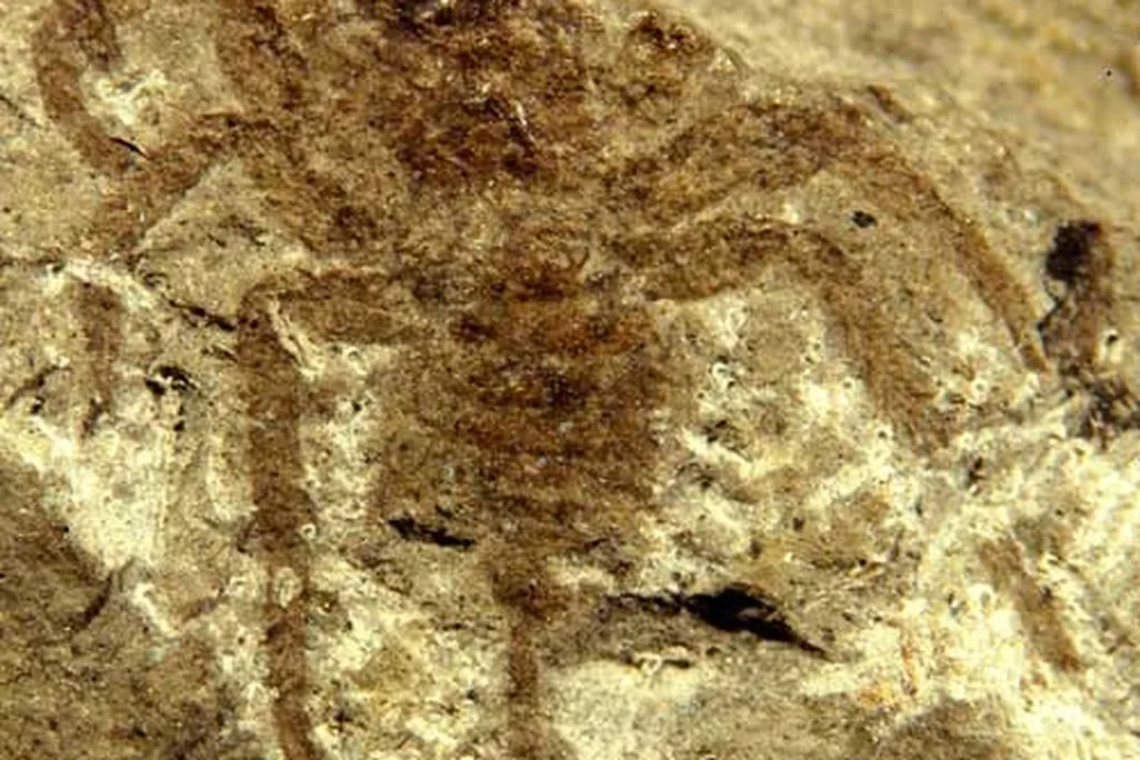 20110520104021spider.jpg