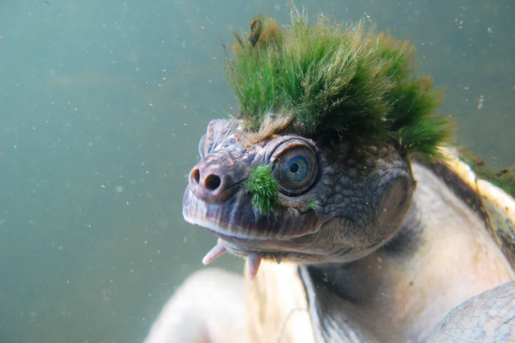 Mary river turtle - rank 30 - Elusor macrurus - Chris Van Wyk_3.jpg