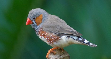 20120202100113finch-telomere-research-study.jpg