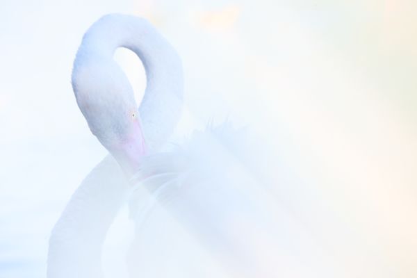 rays of light at dawn on a flamingo thumbnail