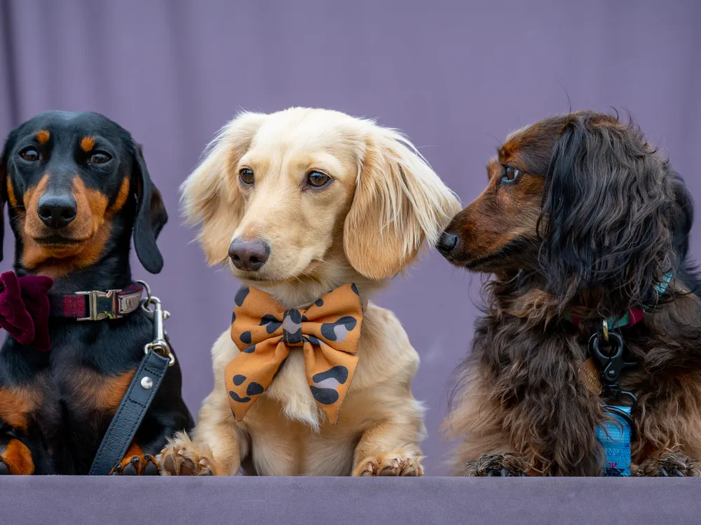 Three miniature dachshunds in a row