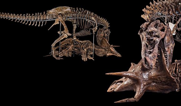 The Nation’s T. rex decapitating a Triceratops in its new pose as the centerpiece of the 