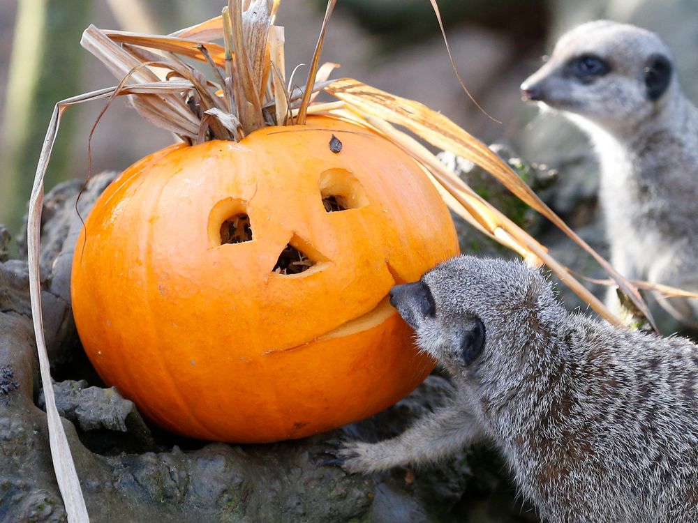 meerkats 