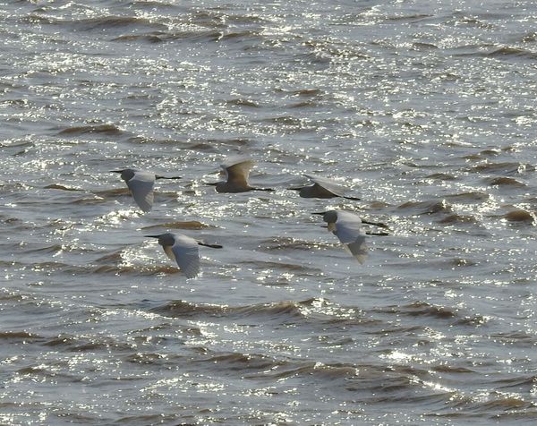 Snowy Egrets Cruising the River thumbnail