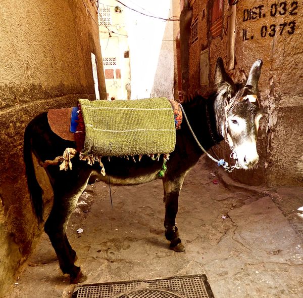 A Donkey Greets Me as I Climb the Camel Size Streets of Beni Isguen, M'Zab Valley thumbnail