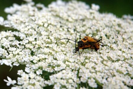 Soldier beetles mate on a bed of flowers.