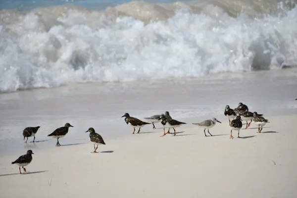 Sandpipers in the shadow of powerful wave while visiting Oistins, a fishing village, in Barbados. thumbnail