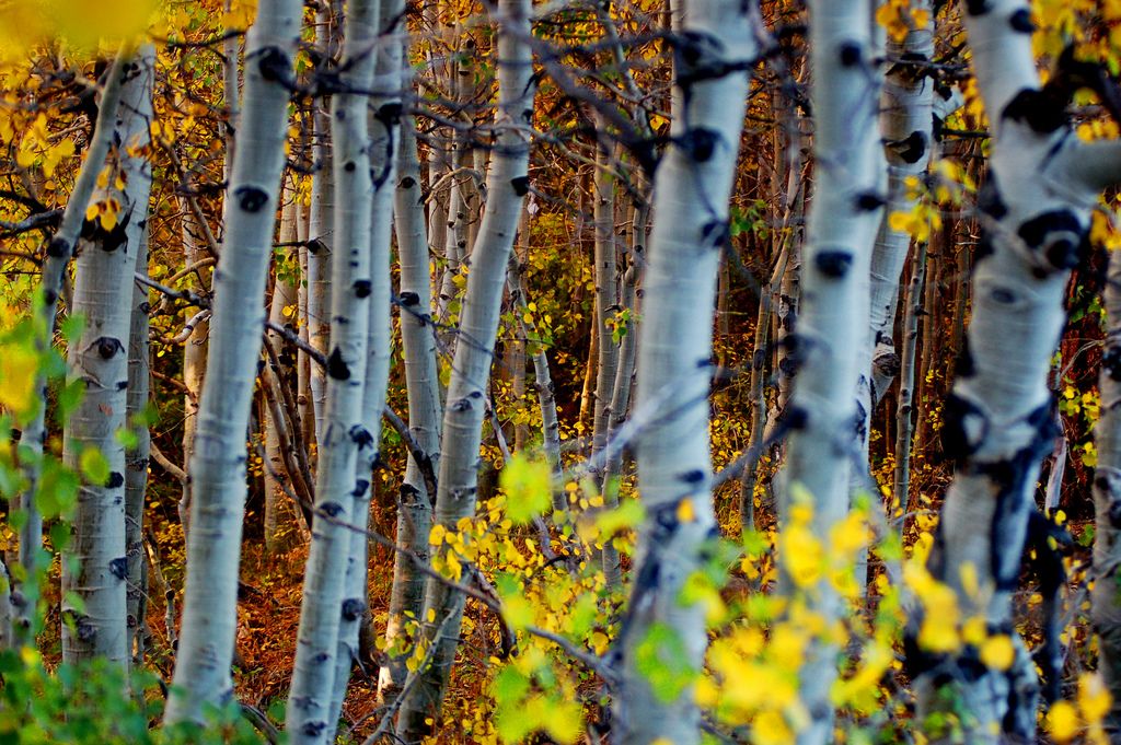 Mammoth Lakes