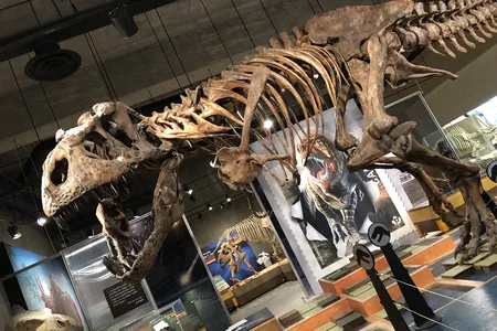 A replica of the&nbsp;T. rex&nbsp;skeleton known as Scotty is on display at the T. rex Discovery Center&nbsp;in Eastend, Canada, which is part of the Royal Saskatchewan Museum.