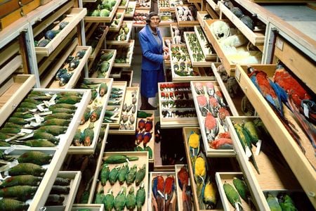 Roxie Laybourne's work changed the role of museums in public life by turning the Smithsonian’s collection of thousands of birds into an applied science tool.