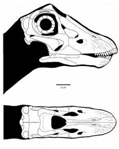 20110520083218Diplodocus-skull-240x300.jpg