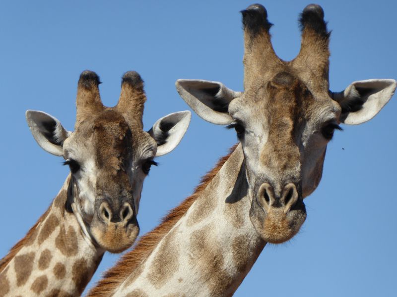 Giraffes At Chobe National Park Smithsonian Photo Contest Smithsonian Magazine