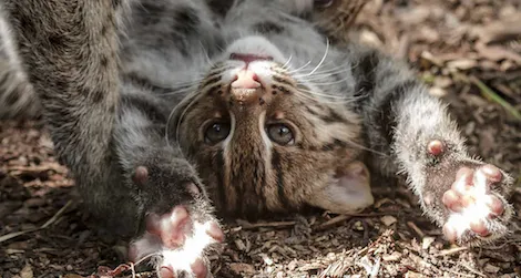 Visitors can now enjoy the antics of the Zoo’s three-month old fishing cat kittens.