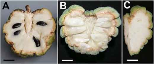 20110520090234fruit-seeds-pnas.jpg