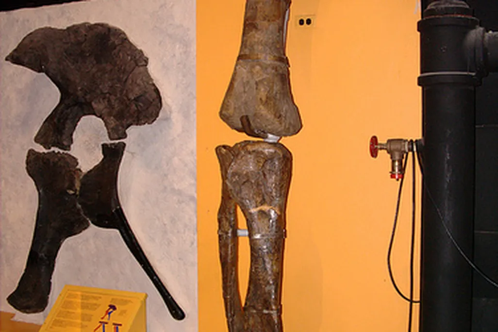 20110520083146sauropod-leg-display.jpg