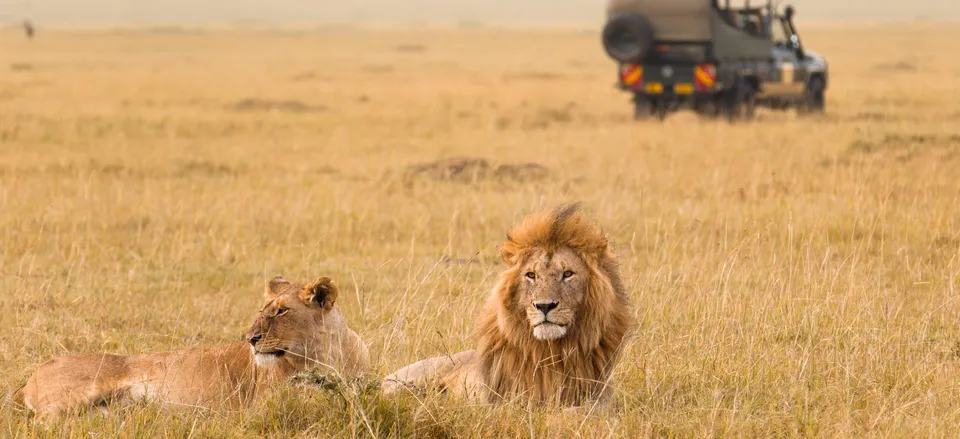  Viewing lions during a game drive 