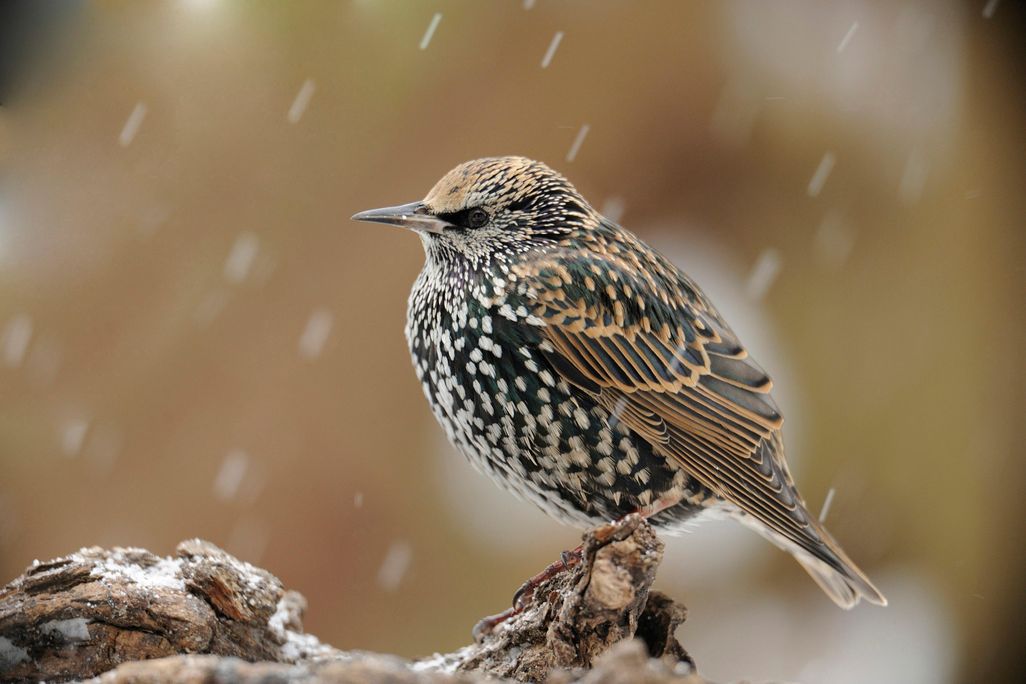 starling