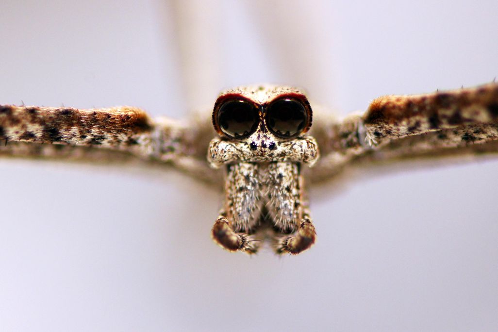 A close up of an ogre-faced spider's face, with large eyes and mandibles