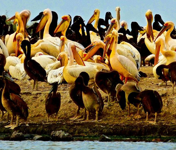 Adult White Pelicans Show Off Their Bills as Their Black Colored Chicks Sit Admiringly By thumbnail