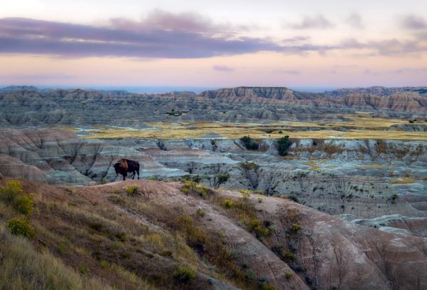 Badlands Buffalo thumbnail