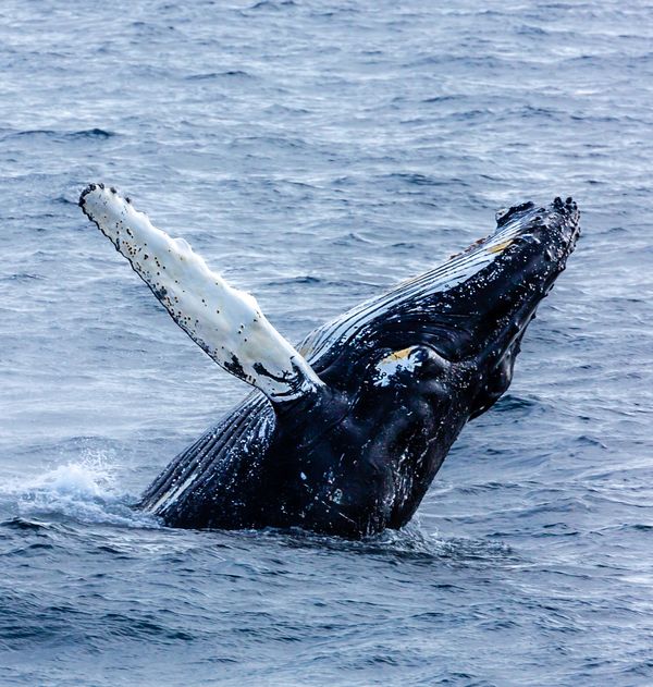 Humpback Drake's Passage - Humpback whale breaching thumbnail