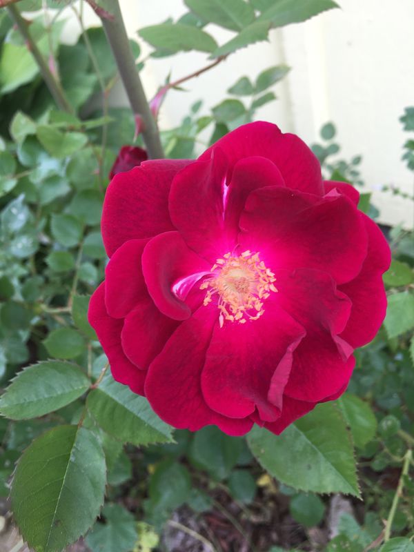 Rich red bloom thumbnail