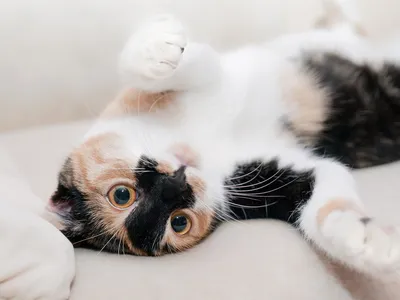 Cats can fetch&mdash;but they prefer to be in control of the playtime.