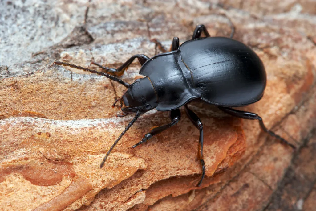 bombardier beetle