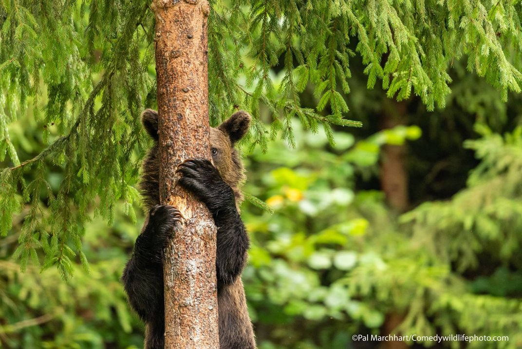 A brown bear hiding behind a tree trunk