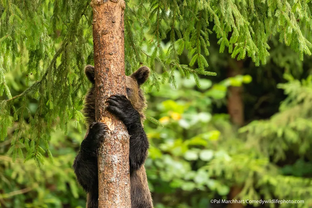 Ten Hilarious Winners of the Comedy Wildlife Photography Awards