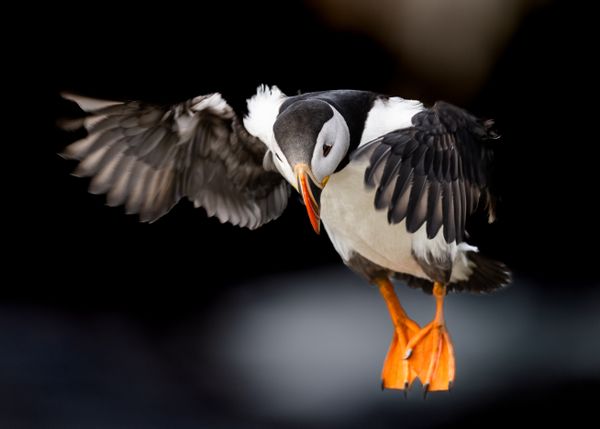 Incoming Atlantic Puffin thumbnail