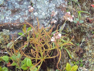 The first known photograph of Drosera magnifica.