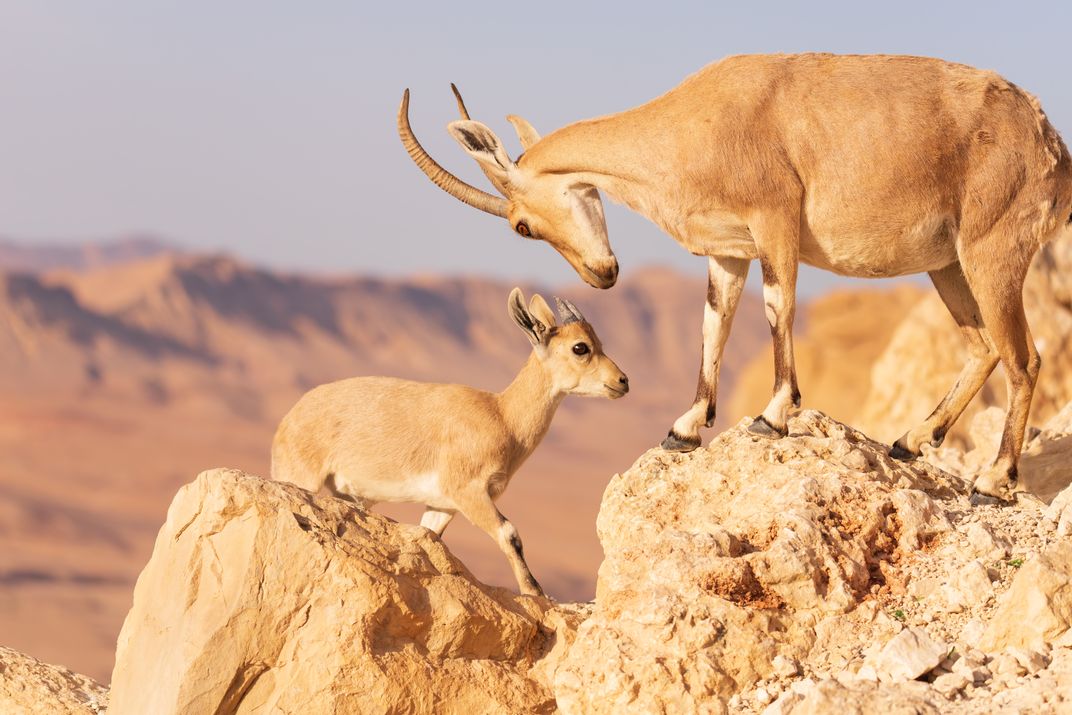 Goat family | Smithsonian Photo Contest | Smithsonian Magazine